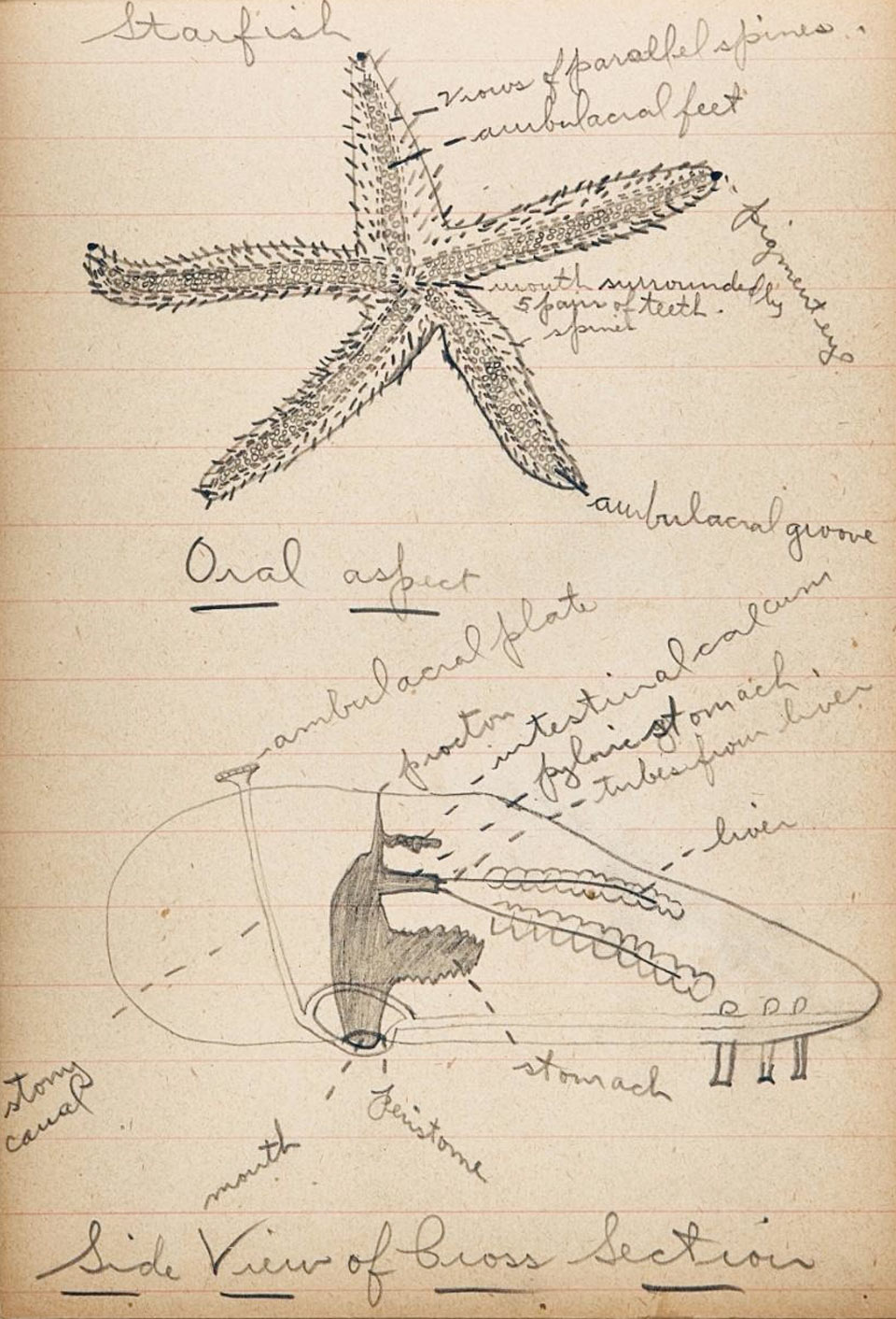 Rockne Zoology notebook - image 1 Hand drawn image of grasshopper parts