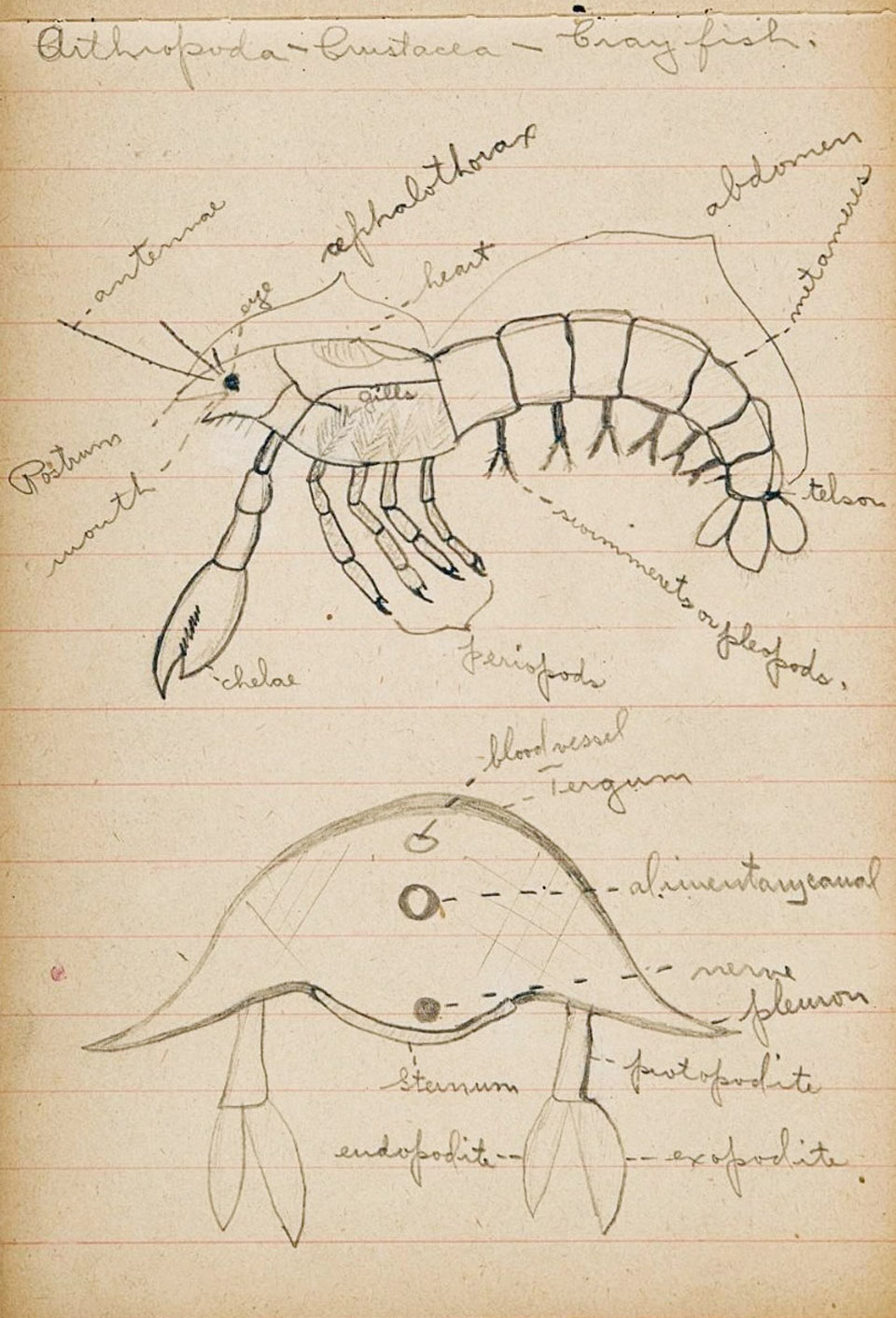 Rockne Zoology notebook - image 2 Hand drawn image of crustacean parts