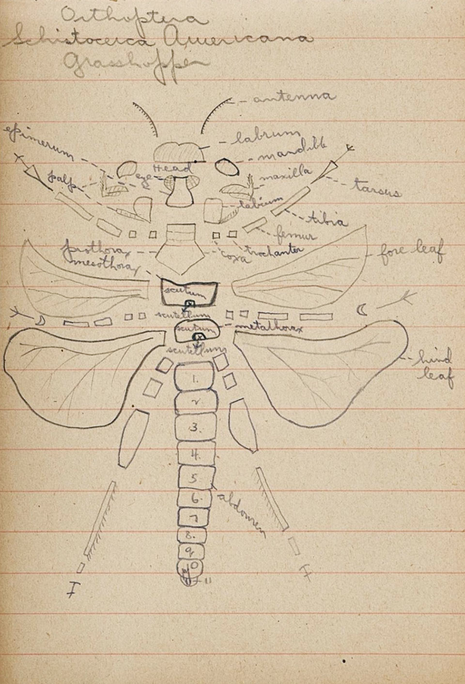 Rockne Zoology notebook - image 3 Hand drawn image of grasshopper parts